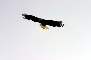 Eagle