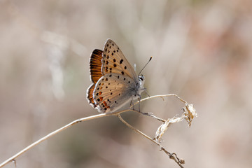 Gorgon Copper (Lycaena gorgon)