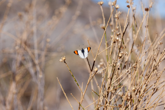 Sara Orangetip (Anthocharis s. sara)