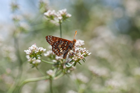 Chalcedon Checkerspot (Euphydryas c. chalcedona), California buckwheat