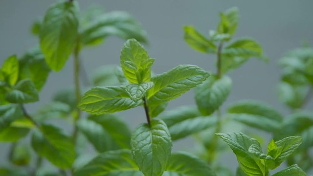 Useful plant mint. Leaves of a plant