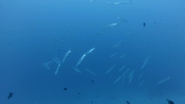 School of fish Great Barracuda  Sphyraena barracuda swims in blue water,  Indian Ocean, Maldives  
