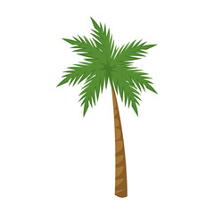 Obraz premium palm tree tropical plant natural image vector illustration
