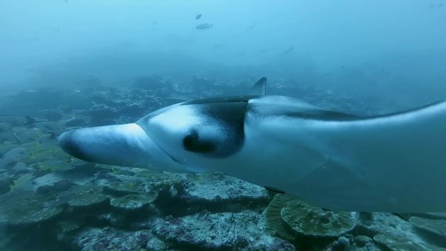 Reef Manta Ray - Manta alfredi emerges swims over coral reef, Indian Ocean, Maldives
