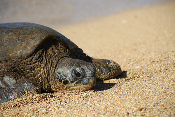 Turtle in Oahu