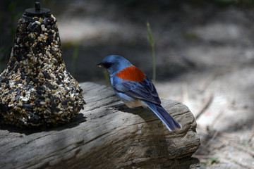 Red Backed Dark Eyed Junco/Rare Red Backed Blue Junco standing near bird feeder bell