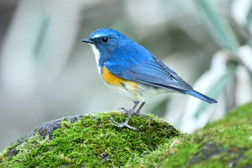 ルリビタキの雄