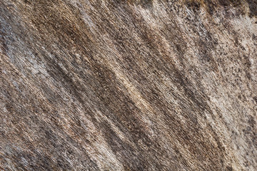 Grey wood texture