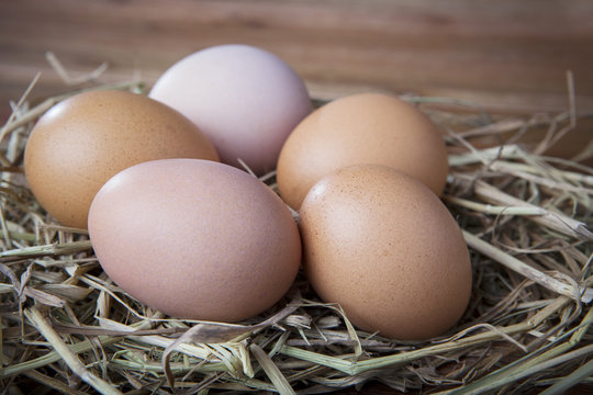 natural organic eggs  on chicken hatching nest