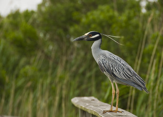 Fototapeta premium Heron