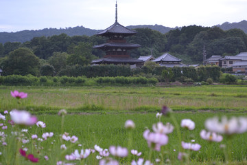 法起寺とコスモス