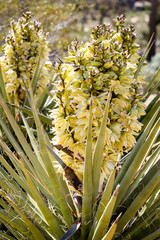 Obraz premium Blooming yucca plant in the mojave desert.