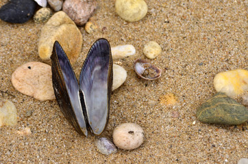 Fototapeta na wymiar Open mussel shell on sandy coastal beach 