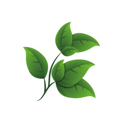 Leaves ecology symbol icon vector illustration graphic design