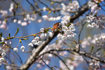 桜の蜜を吸う直前のニュウナイスズメ