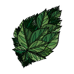 Leaves ecology symbol icon vector illustration graphic design