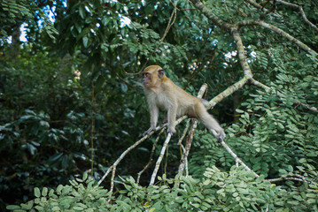 monkey on the tree