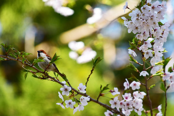 桜の木に止まるニュウナイスズメ