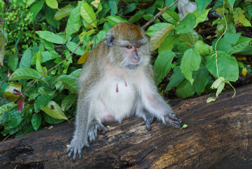 monkey sitting in forest