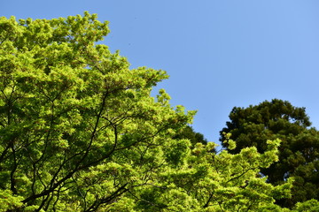 まぶしい新緑と青空