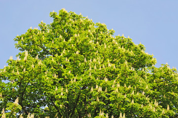 Spring blossoming chestnut (Castanea sativa) flower