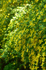 満開のヤマブキ