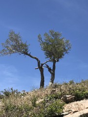 Juniper Tree