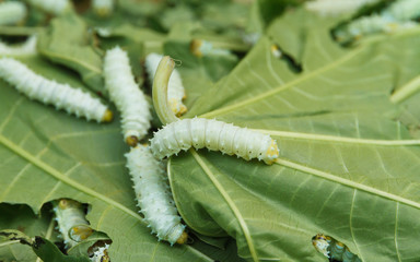 Close up Silkworm eating mulberry green castor leaves.