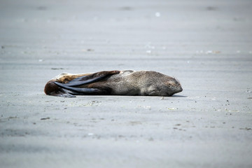 Fur seal pup (Arctocephalus ) sleeping on the sand of a beach in Oregon, USA
