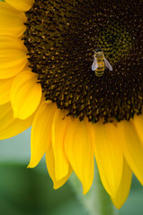 ヒマワリとハチ