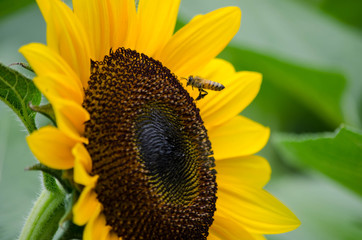 ヒマワリとハチ