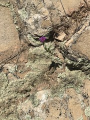 growth