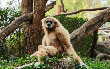 Hylobates pileatus in relax action at animal zoo.