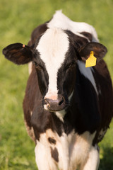 Dairy Cow Farm Field Ranch Animal Domestic Cattle Livestock