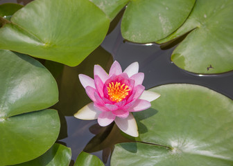Beautiful lotus flower is the symbol of the Buddha, Thailand.