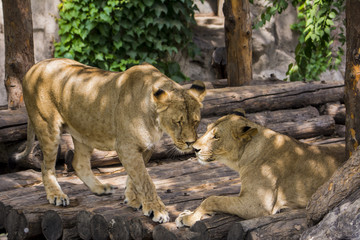 Fototapeta premium Lion