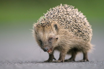Igel