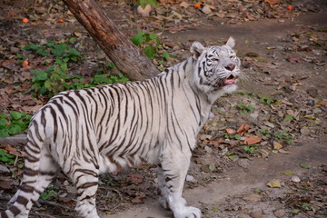 tiger