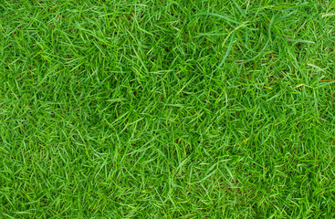 green grass natural background texture