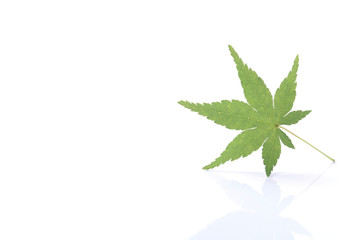 Japanese fresh green maple leaf isolated