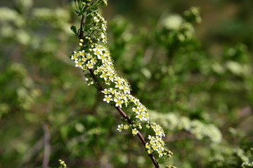 Spring white flowers on the branch