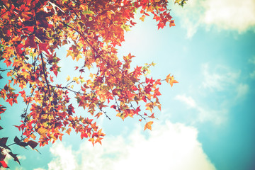 Fototapeta na wymiar Beautiful autumn leaves and sky background in fall season, Colorful maple foliage tree in the autumn park, Autumn trees Leaves in vintage color tone.