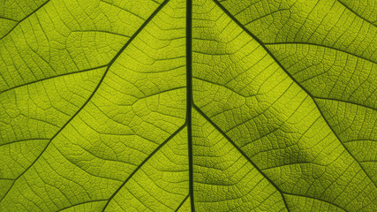 Fototapeta na wymiar Details on a green leaf background.