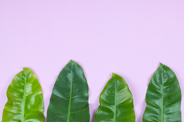 philodendron tropical leaf on pink background. © ilovewinter