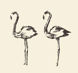 Flamingo, hand drawn vector illustration