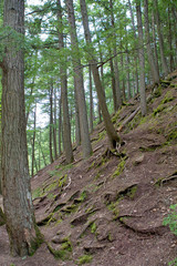 Trees Growing tall on the side of a hill with roots showing