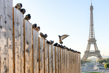 Bird and eiffel