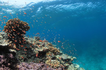 Fototapeta na wymiar サンゴと海中景観3