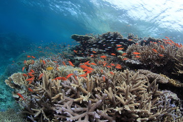 Fototapeta na wymiar サンゴと海中景観2