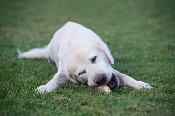 白のゴールデンレトリバー